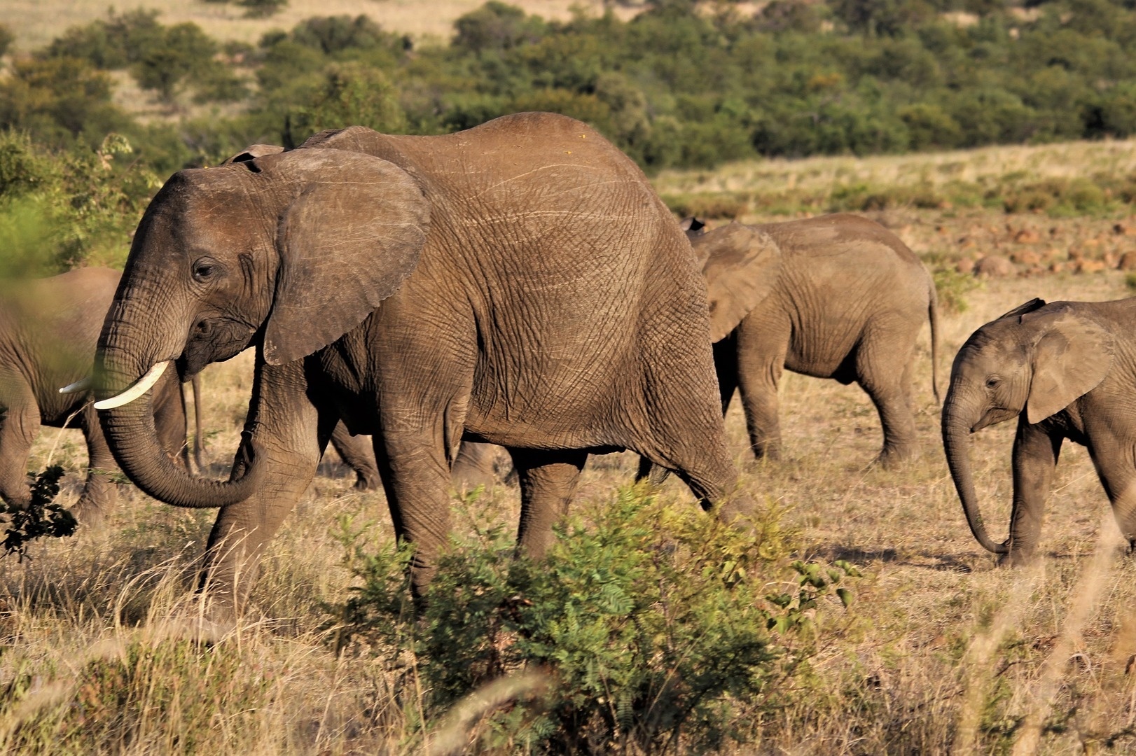 Südafrika Krüger Nationalpark Elefanten Herde