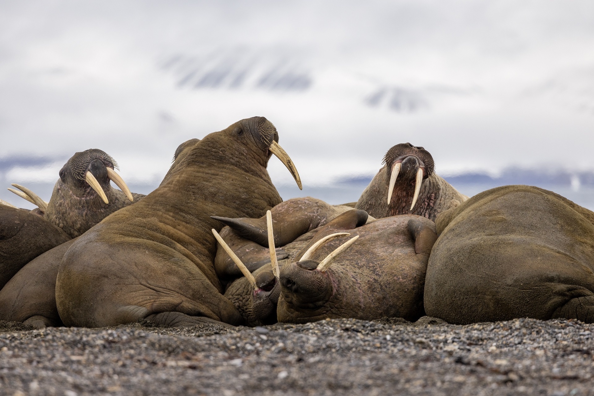 Walross Spitzbergen