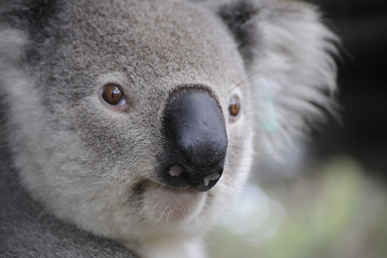 Koala Australien