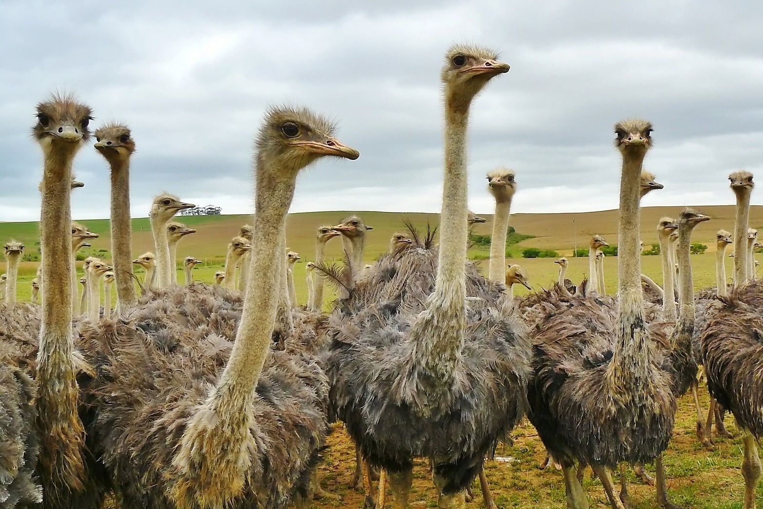 Südafrika Straussenfarm