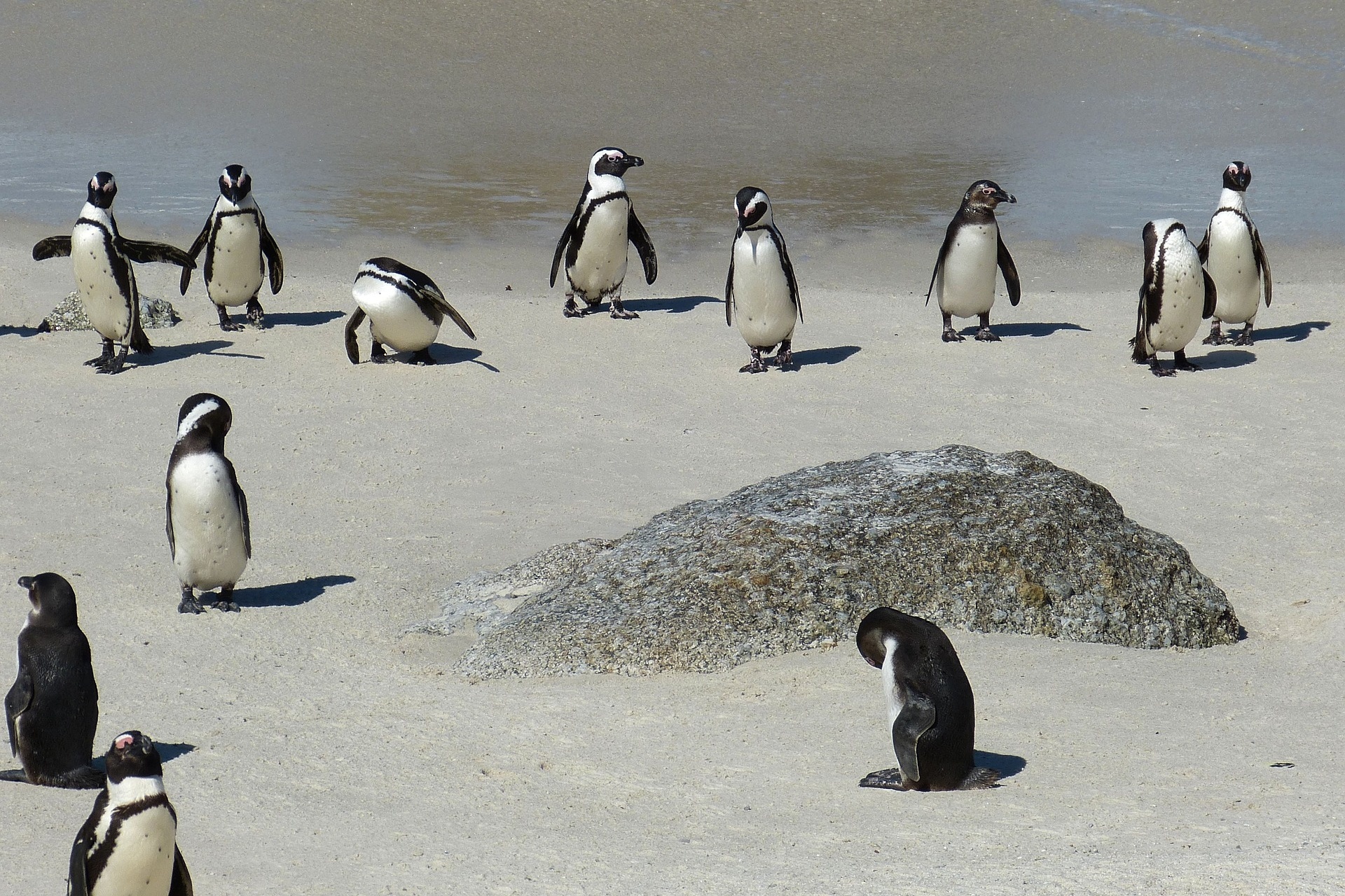 Süafrika Pinguine Boulders Beach