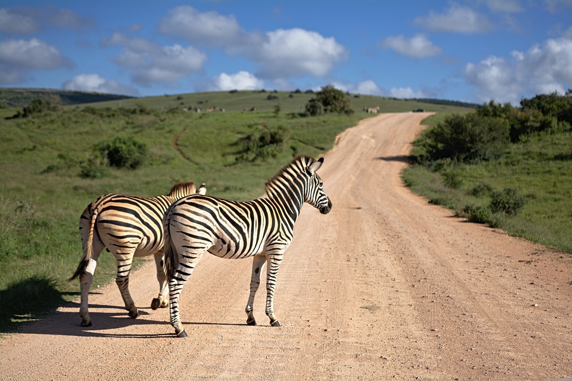 Südafrika Krüger Nationalpark Zebra